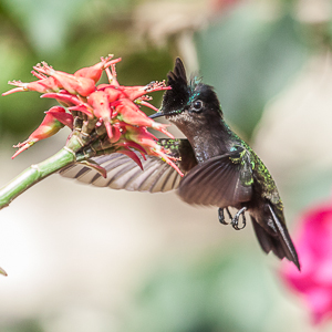 Orthorhyncus cristatus -Antillean Crested Humming Bird photographed at the Almond Beach Resort- A review of the Almond Beach Resort at Speightstown in Bardados - photograph taken by John James of jj99
